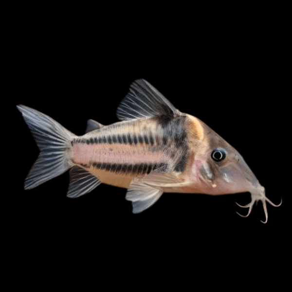 Icana Corydoras Incolicana 4cm Catfish - Real Aquatics