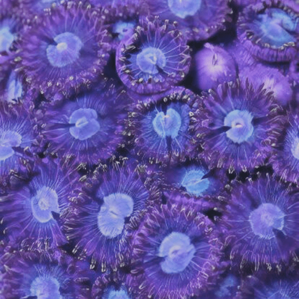 Ice Zoa Soft Coral Frag Zoanthus Sp - Real Aquatics