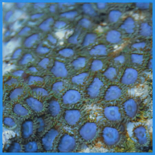 Ice Zoa Soft Coral Frag Zoanthus Sp - Real Aquatics