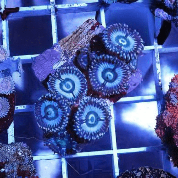 Ice Zoa Soft Coral Frag Zoanthus Sp - Real Aquatics