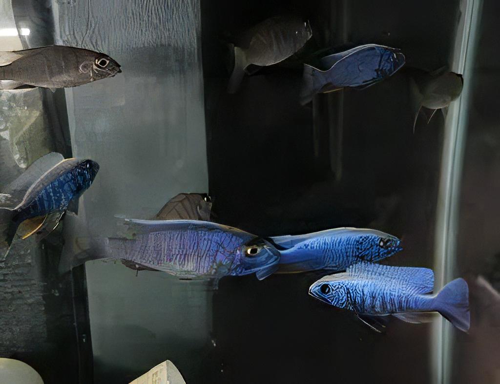 Haplochromis Ahli Iceberg Blue Malawi African Cichlid