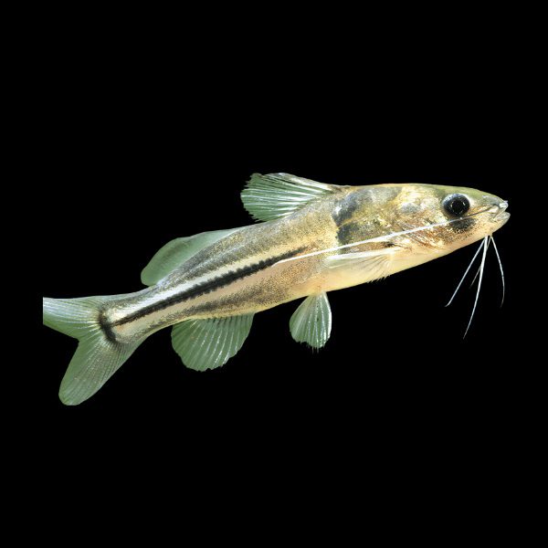 Imitator Catfish Brachyrhamdia Meesi 6cm - Real Aquatics