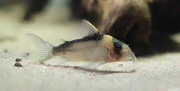 Imitator Corydoras Imitator 4cm Catfish - Real Aquatics