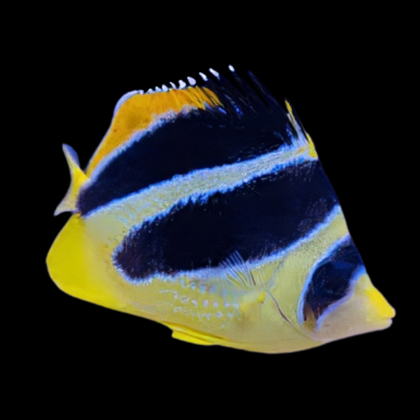 Indian Butterfly Fish Chaetodon Mitratus - Real Aquatics