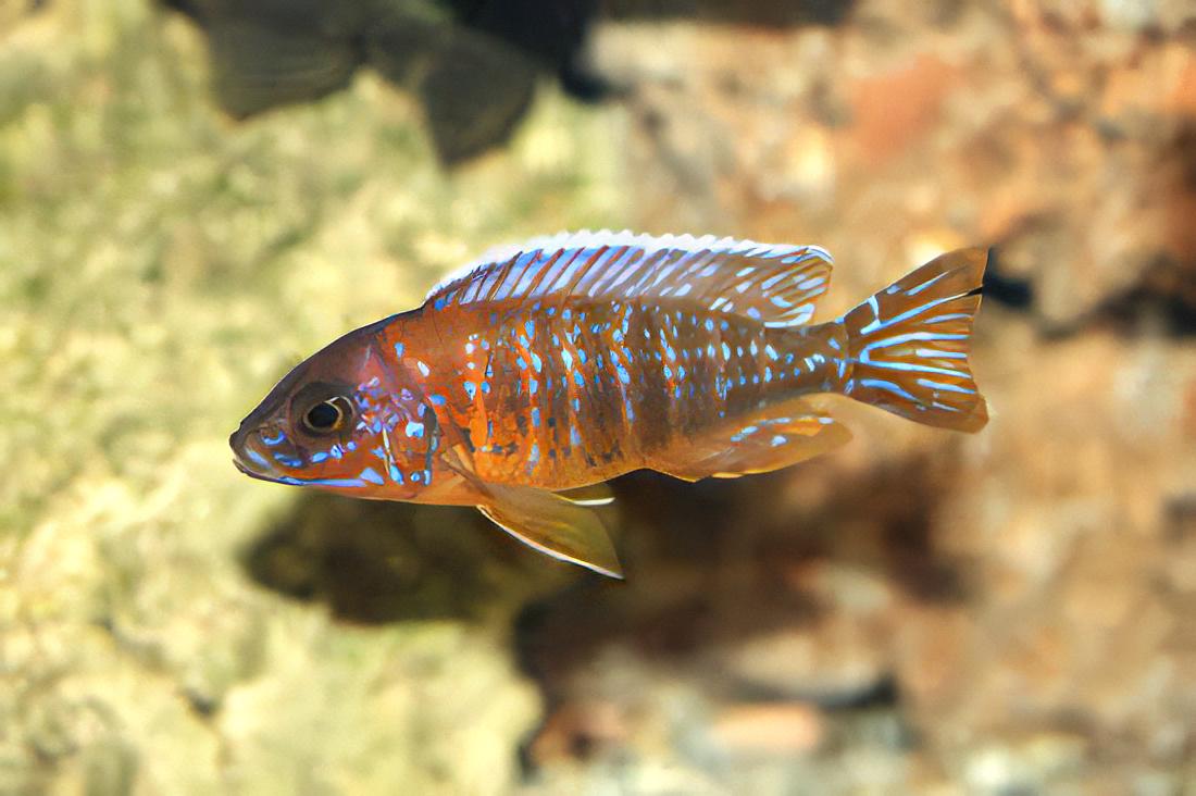 Aulonocara Jacobfreibergi Peacock Malawi African Cichlid