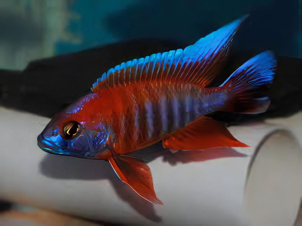 Aulonocara Jacobfreibergi Peacock Malawi African Cichlid