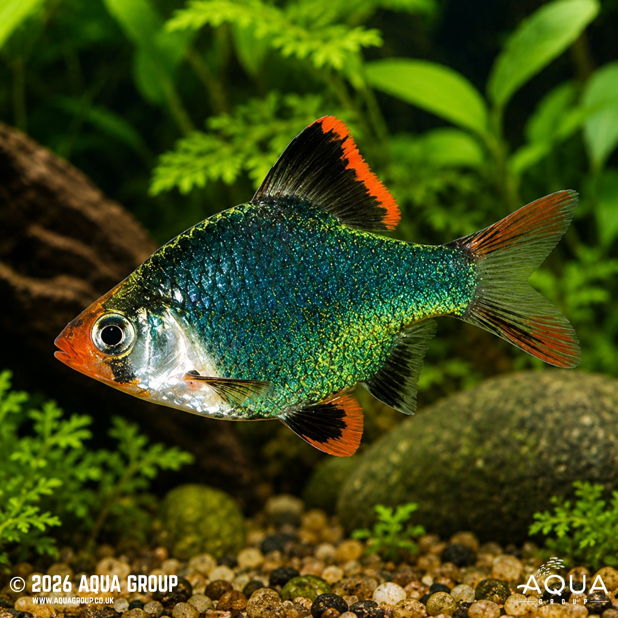 Jade Green Tiger Barb (Puntigrus tetrazona)