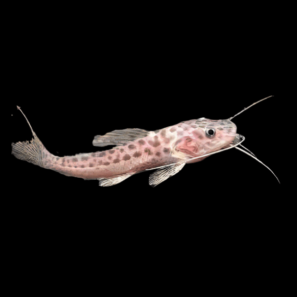 Jaguar Catfish Hybrid Red Tailed Catfish x Perruno Catfish 10cm - Real Aquatics