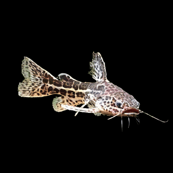 Jaguar Catfish Liosomadoras Oncinus 10cm - Real Aquatics