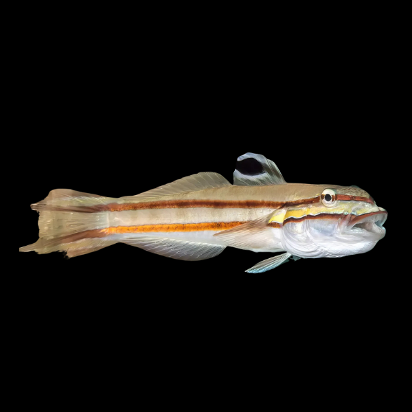 Jam Sandwich Goby Valenciennea Helsdingenii - Real Aquatics