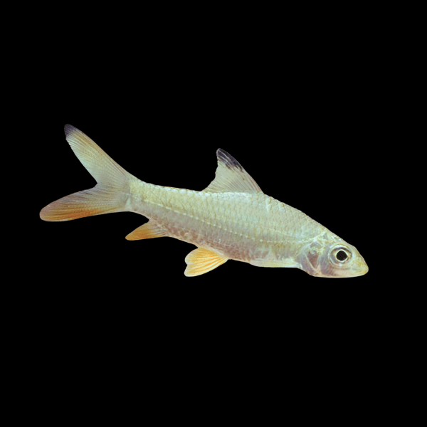 Jerdons Carp Barb Hypselobarbus Jerdoni 8cm - Real Aquatics