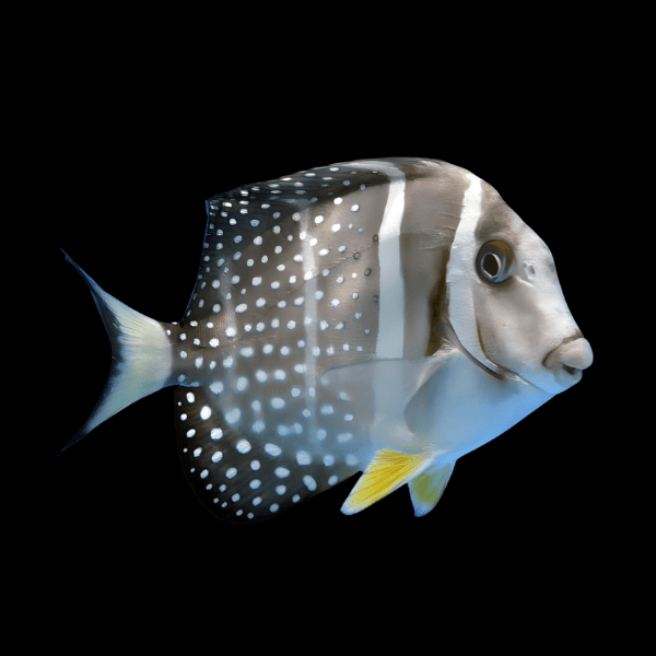 Jewel Guttatus Tang Acanthurus Guttatus - Real Aquatics