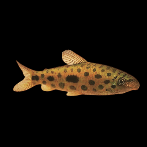 Jewel Spotted Anostomid Hypomasticus Megalepis 6cm - Real Aquatics