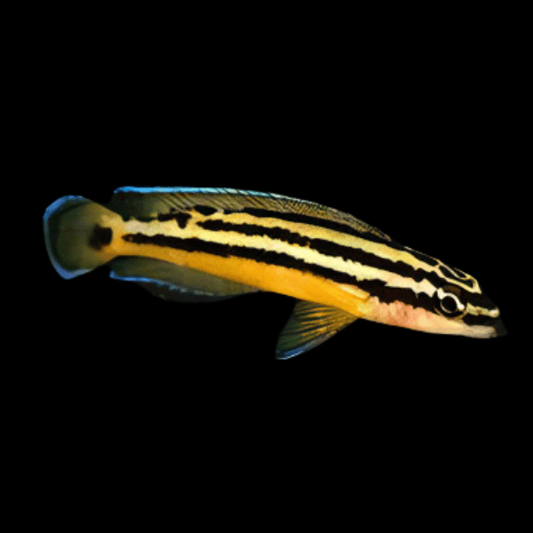 Julidochromis Ornatus Yellow Zaire Tanganyikan African Cichlids 4cm - Real Aquatics