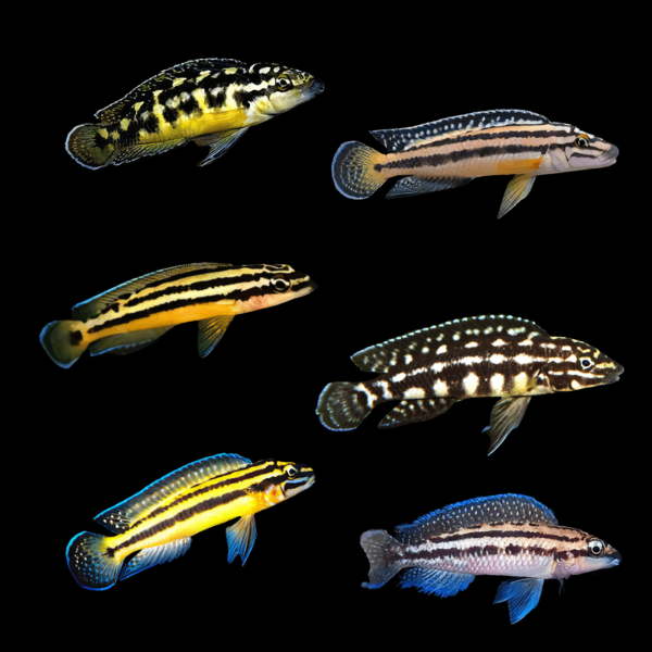 Assorted Julidochromis Tanganyikan African Cichlids 4cm - Real Aquatics