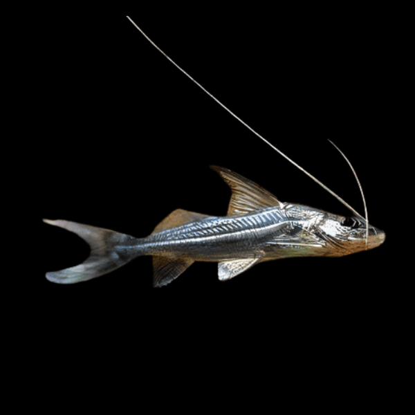 Jumper Catfish Pimelodus Celestis 12cm - Real Aquatics