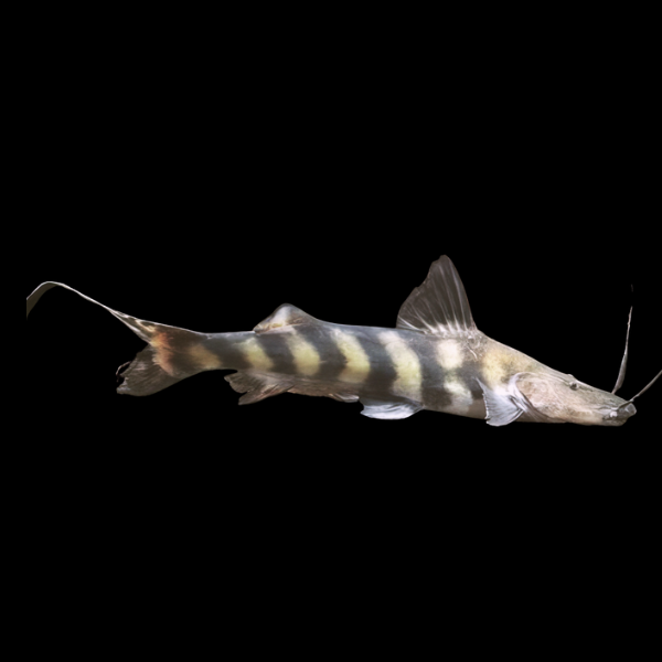 Jurense False Tigrinus Catfish Brachyplatystoma Juruense 10cm - Real Aquatics