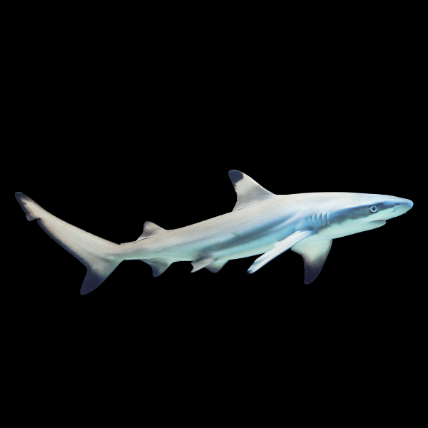 Juvenile Black Tip Reef Shark Carcharhinus Melanopterus - Real Aquatics
