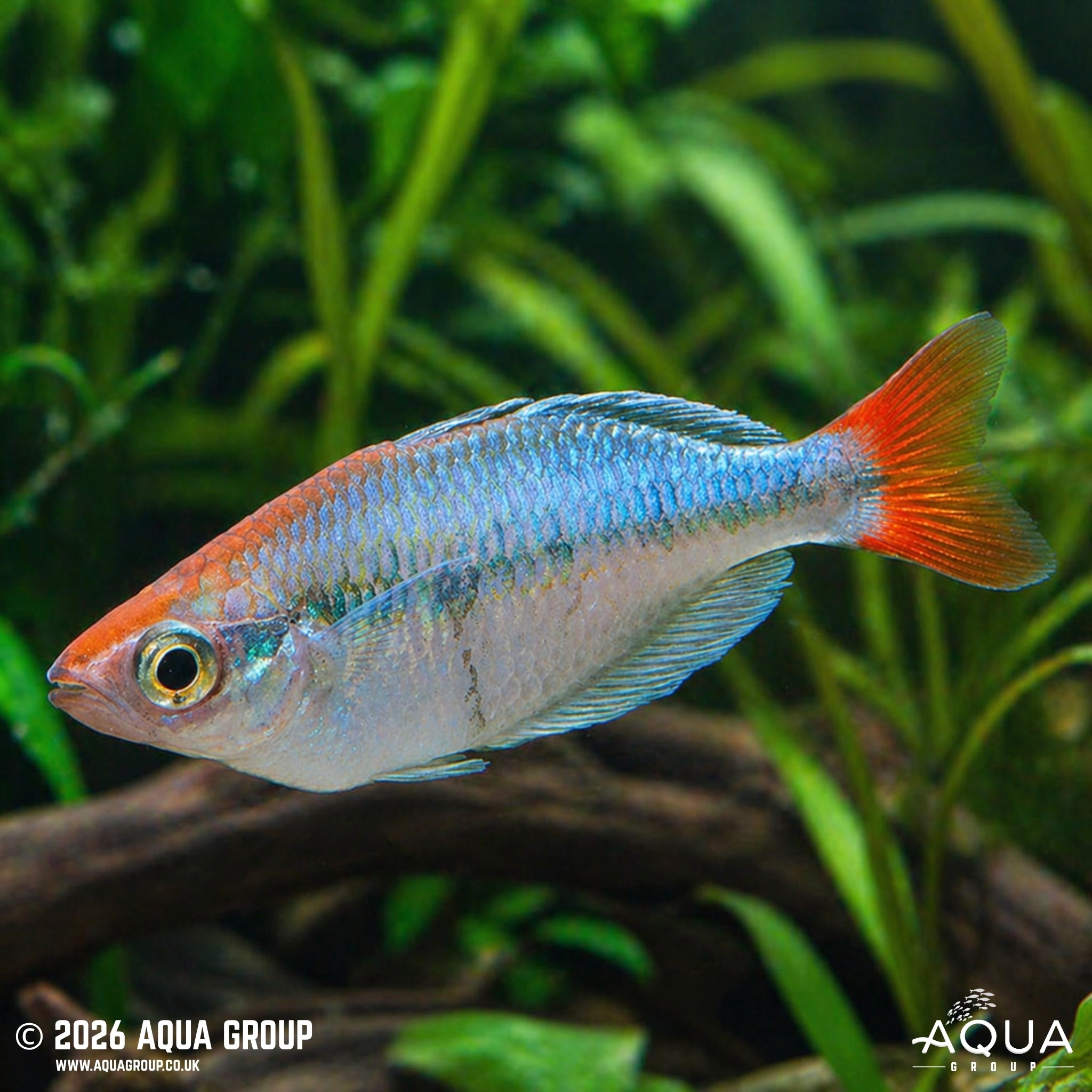Kali Tawa Rainbowfish (Melanotaenia sp.)
