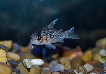 Kanes Corydoras Kanei 3cm Catfish - Real Aquatics