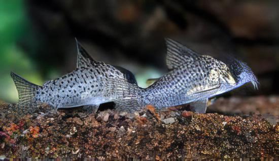 Kanes Corydoras Kanei 3cm Catfish - Real Aquatics