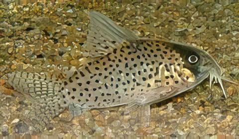 Kanes Corydoras Kanei 3cm Catfish - Real Aquatics