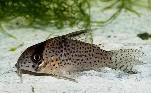 Kanes Corydoras Kanei 3cm Catfish - Real Aquatics