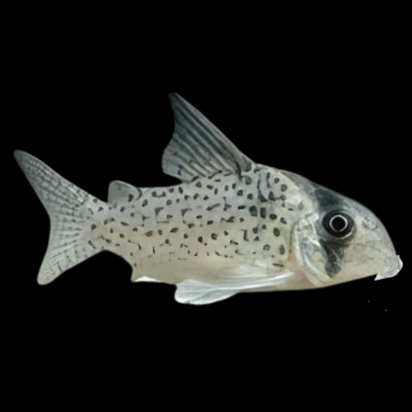 Kanes Corydoras Kanei 3cm Catfish - Real Aquatics