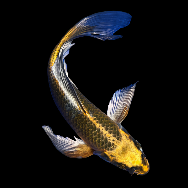 Kawarimono Butterfly Japanese Koi Carp Cyprinus Carpio - Real Aquatics