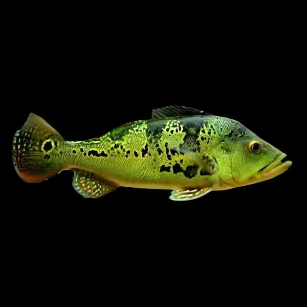 Golden Peacock Bass