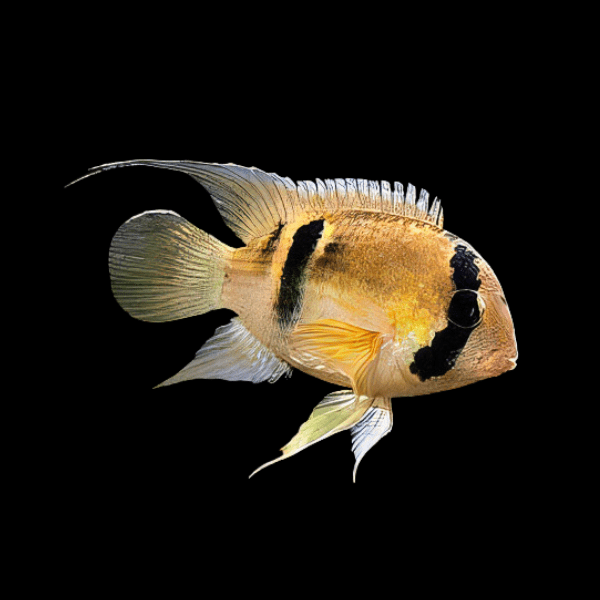 Keyhole Cichlid Cleithracara Maronii 5cm - Real Aquatics