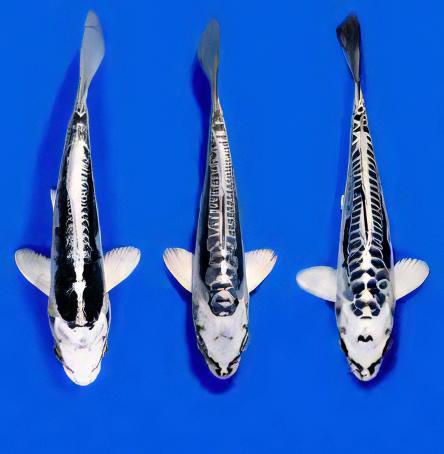 Kikokuryu Grade A Koi Carp Cyprinus Carpio - Real Aquatics
