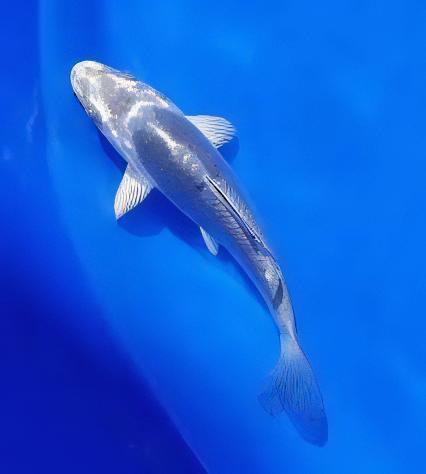 Kikokuryu Grade A Koi Carp Cyprinus Carpio - Real Aquatics