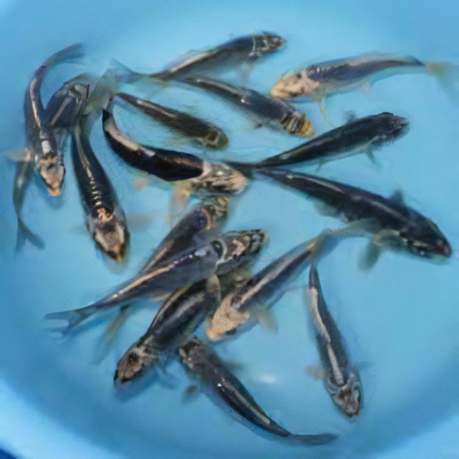 Kikokuryu Grade A Koi Carp Cyprinus Carpio - Real Aquatics