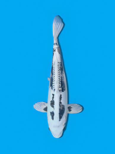 Kikokuryu Grade A Koi Carp Cyprinus Carpio - Real Aquatics