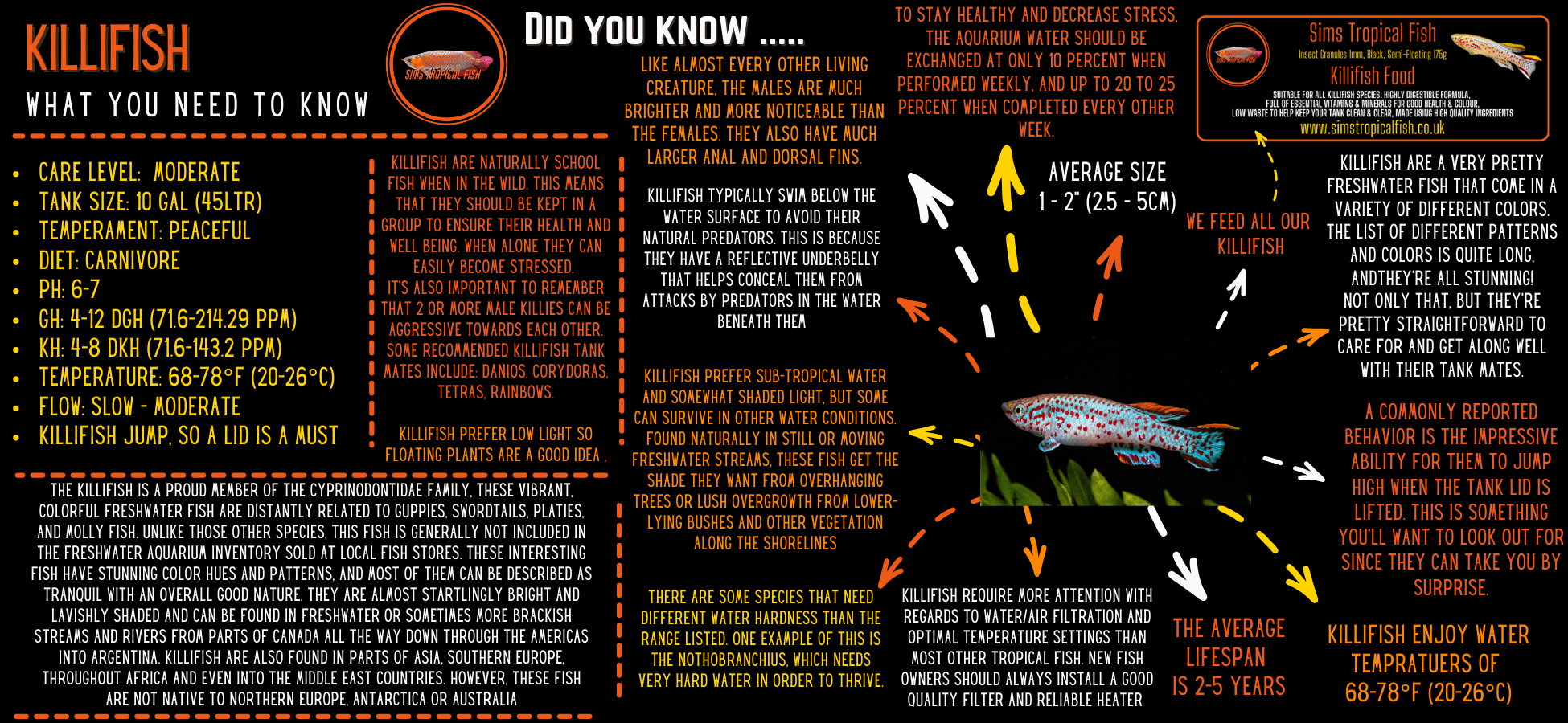 Two Stripe Lyretail Killifish Aphyosemion Bivittatum 3cm - Real Aquatics