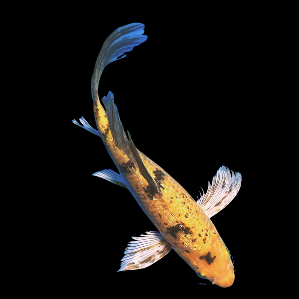 Kin Ki Utsuri Butterfly Grade A Koi Carp Cyprinus Carpio - Real Aquatics