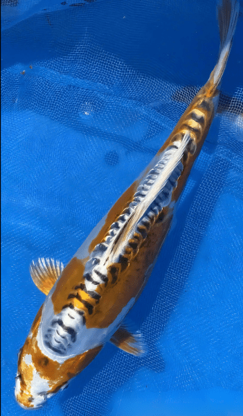 Kin Kikokuryu Japanese Koi Carp Cyprinus Carpio - Real Aquatics