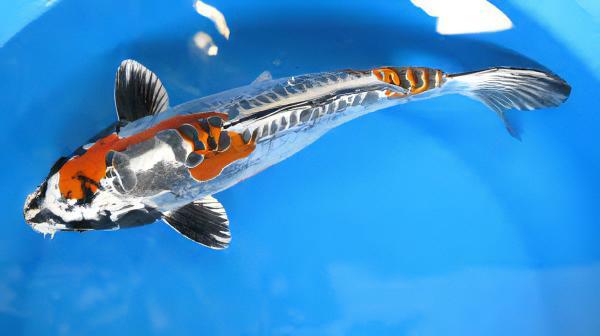 Kin Kikokuryu Japanese Koi Carp Cyprinus Carpio - Real Aquatics