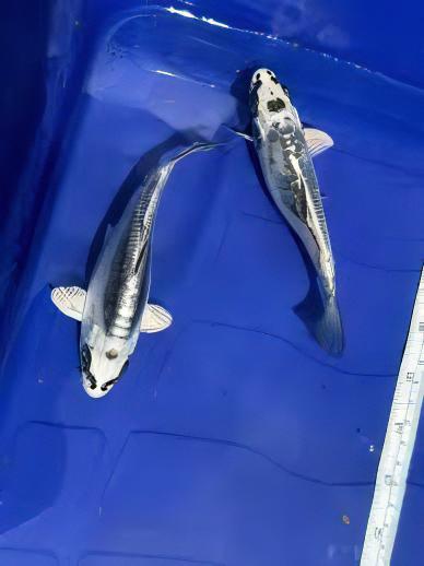 Kin Kikokuryu Japanese Koi Carp Cyprinus Carpio - Real Aquatics