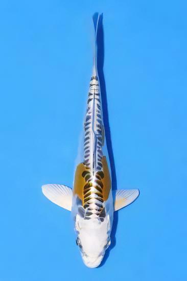 Kin Kikokuryu Japanese Koi Carp Cyprinus Carpio - Real Aquatics
