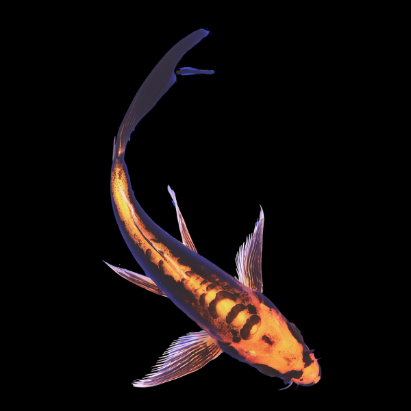 Kin Kikokuryu Butterfly Grade A Koi Carp Cyprinus Carpio - Real Aquatics
