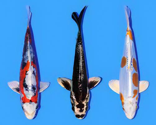 Kin Kikokuryu Japanese Koi Carp Cyprinus Carpio - Real Aquatics