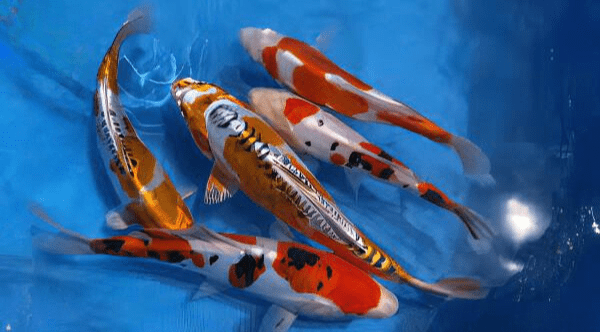 Kin Kikokuryu Japanese Koi Carp Cyprinus Carpio - Real Aquatics