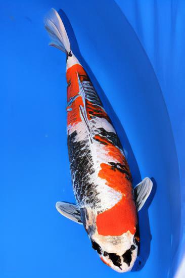 Kin Showa Japanese Koi Carp Cyprinus Carpio - Real Aquatics