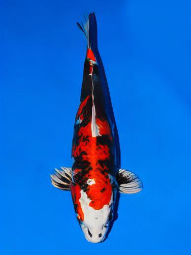 Kin Showa Japanese Koi Carp Cyprinus Carpio - Real Aquatics
