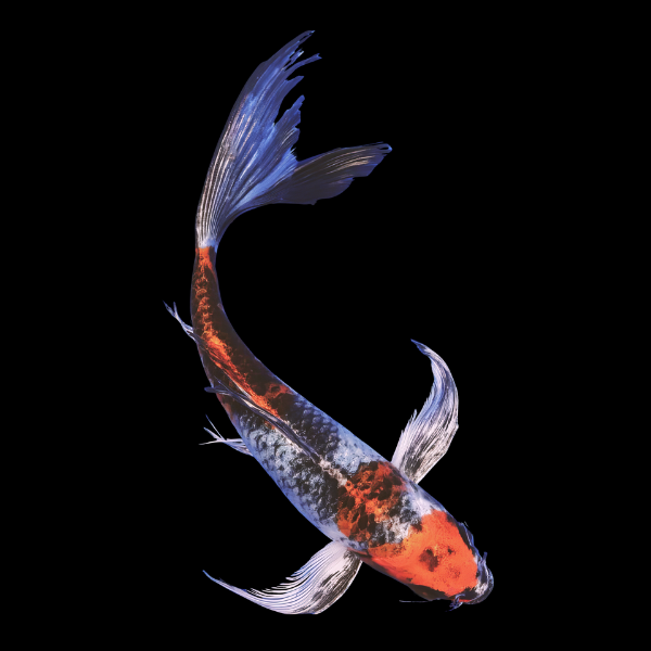 Kin Showa Butterfly Japanese Koi Carp Cyprinus Carpio - Real Aquatics