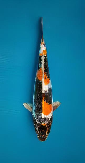 Kin Showa Grade A Koi Carp Cyprinus Carpio - Real Aquatics