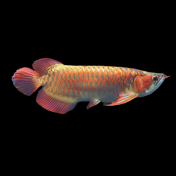 King Chilli Red Arowana Scleropages Formosus 20cm - Real Aquatics