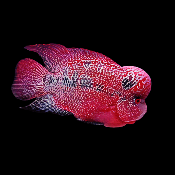 Flowerhorn Cichlid King Kamfa Grade AA 20cm Show Adult Male - Real Aquatics